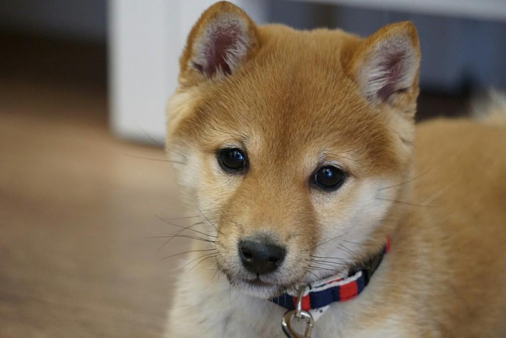 子犬画像