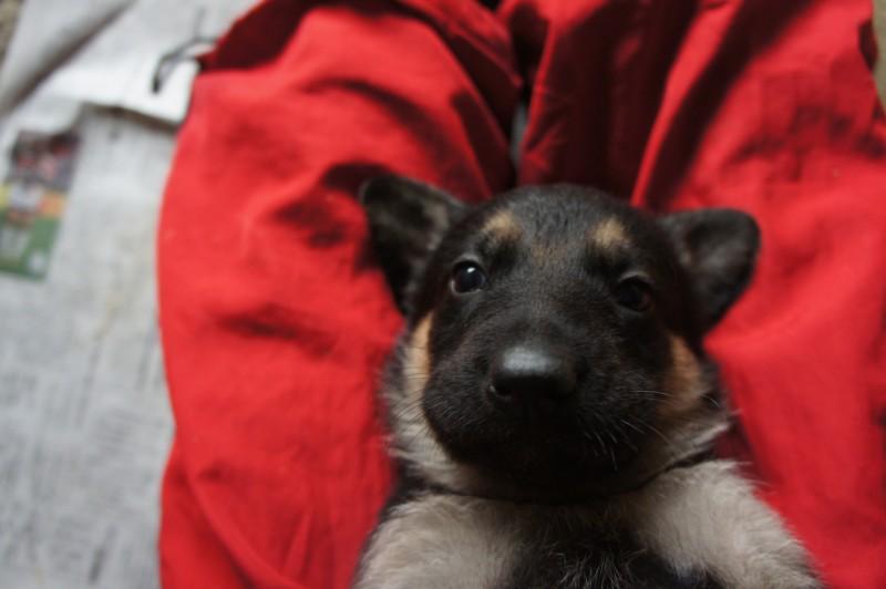 子犬画像
