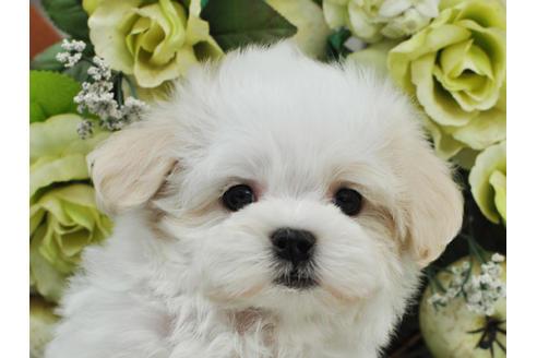 子犬画像