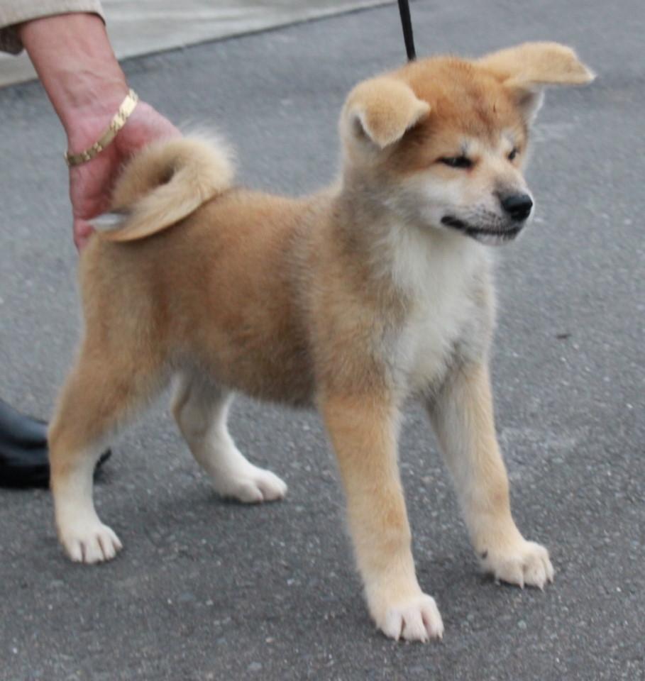 子犬画像