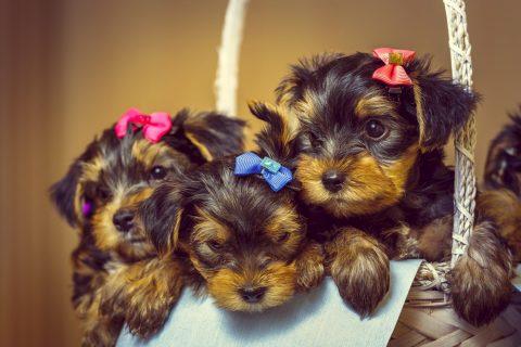 子犬画像