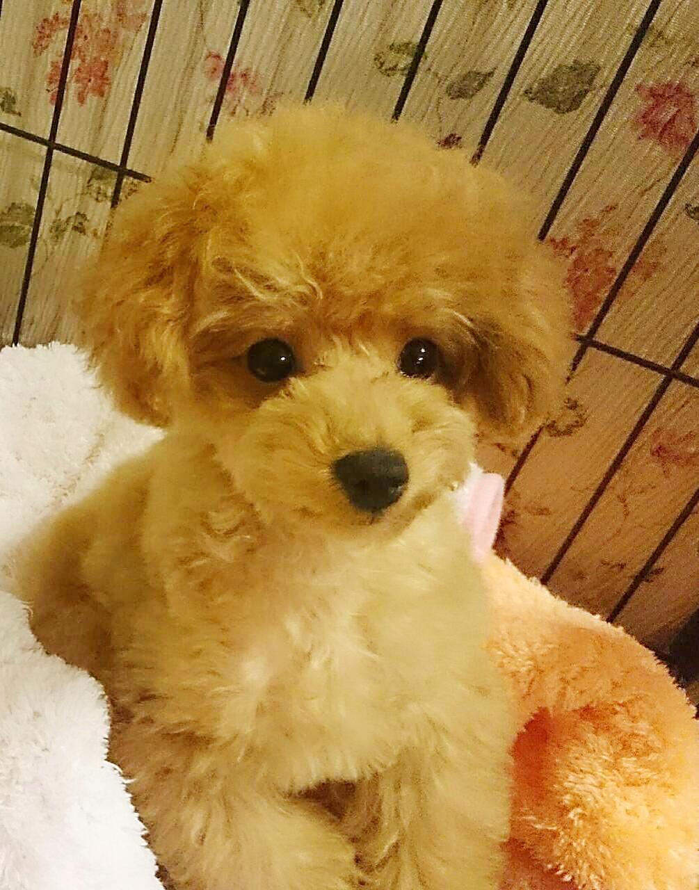 子犬画像