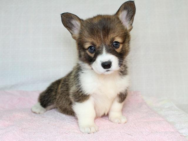 子犬画像