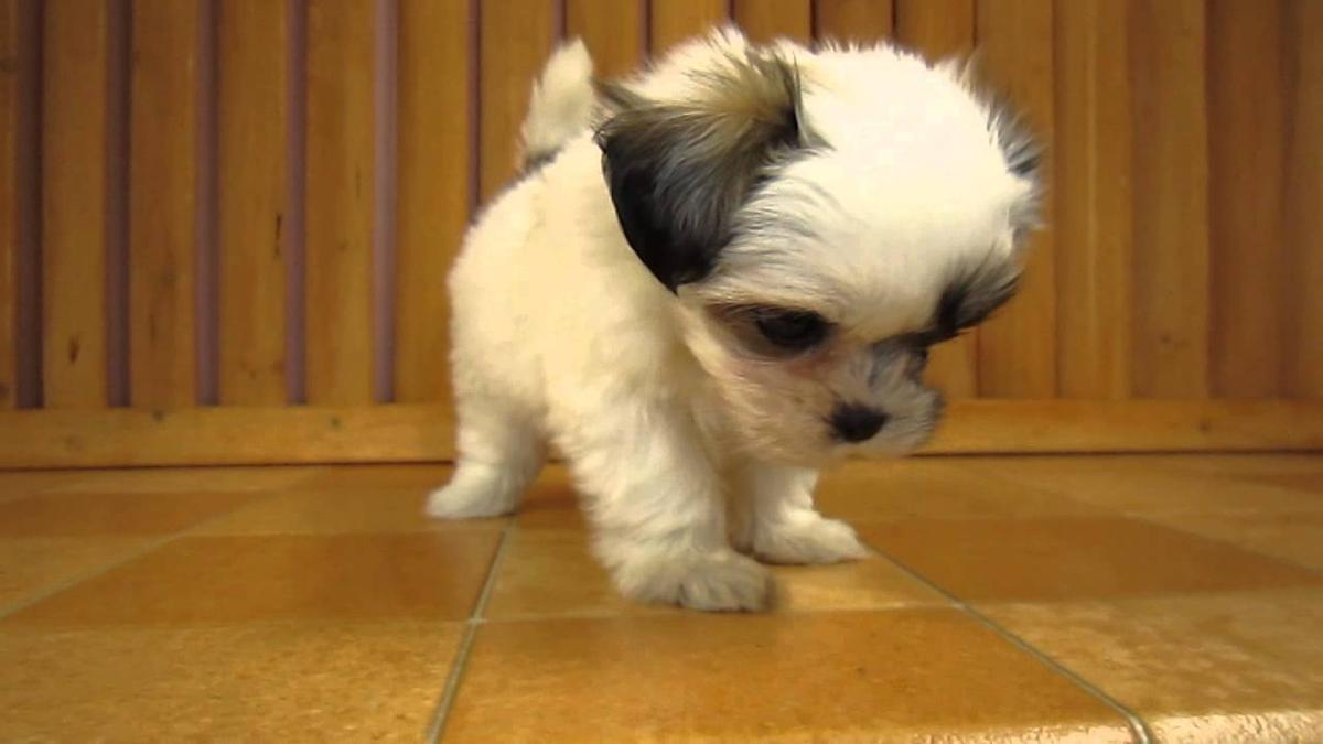 子犬画像