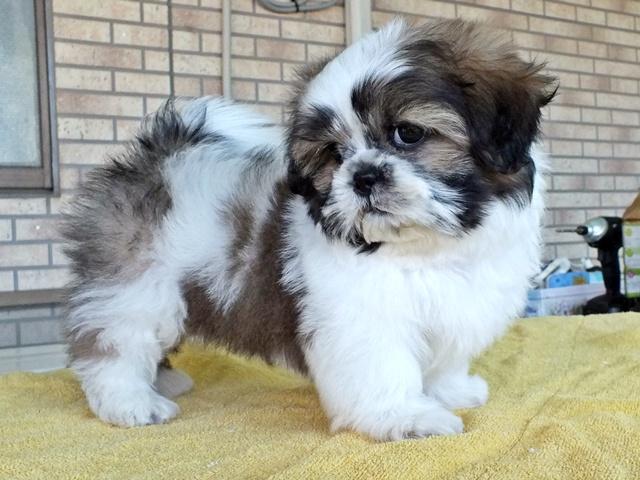 子犬画像