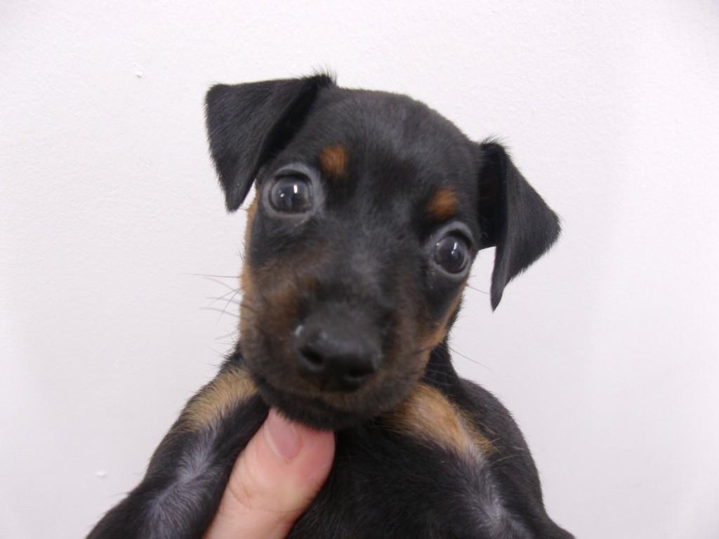 子犬画像