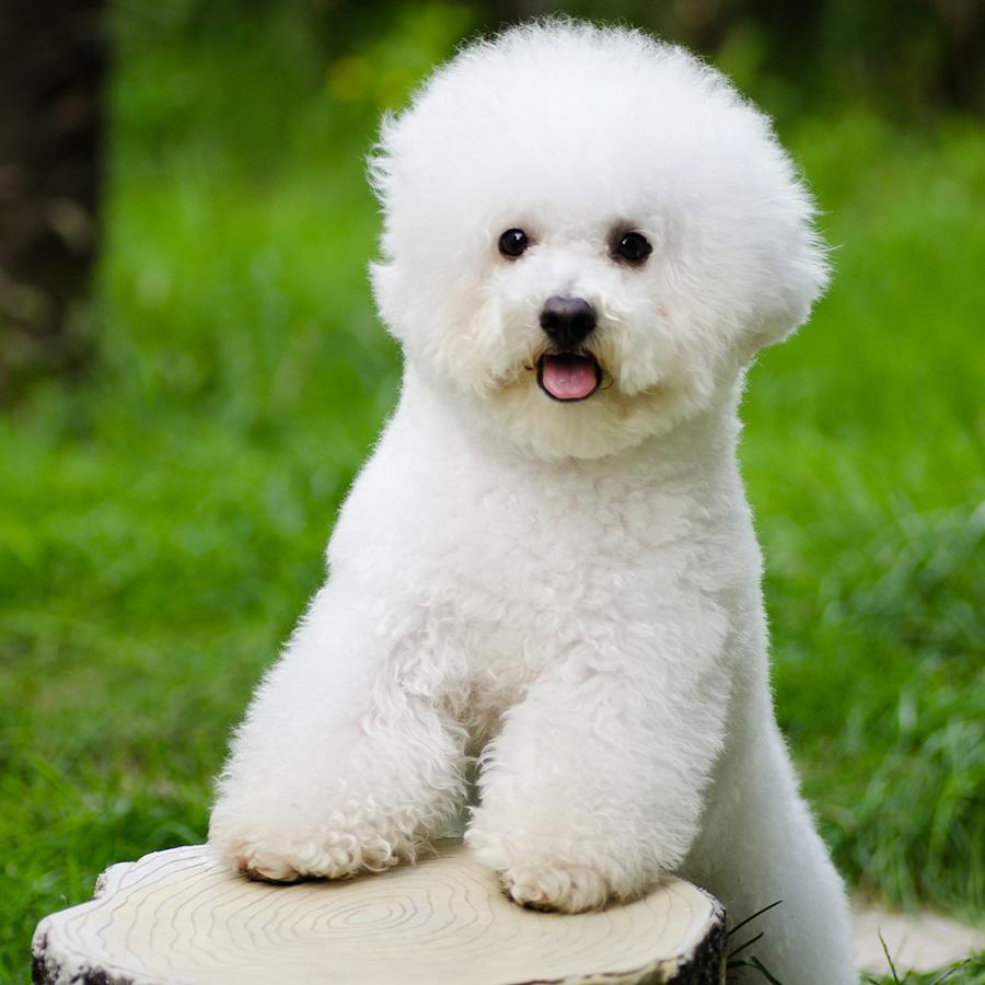 子犬画像