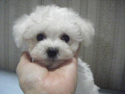 子犬画像