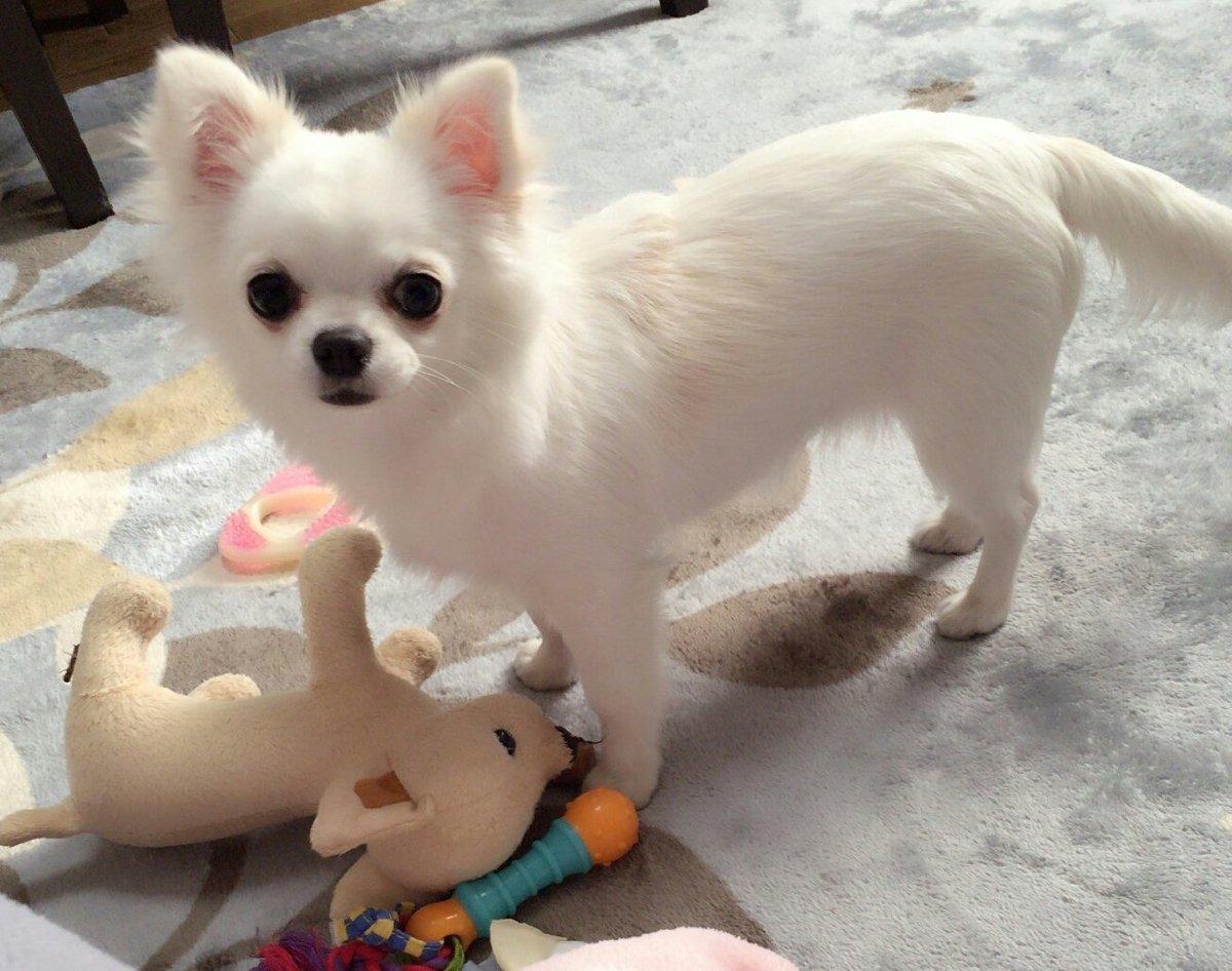 子犬画像