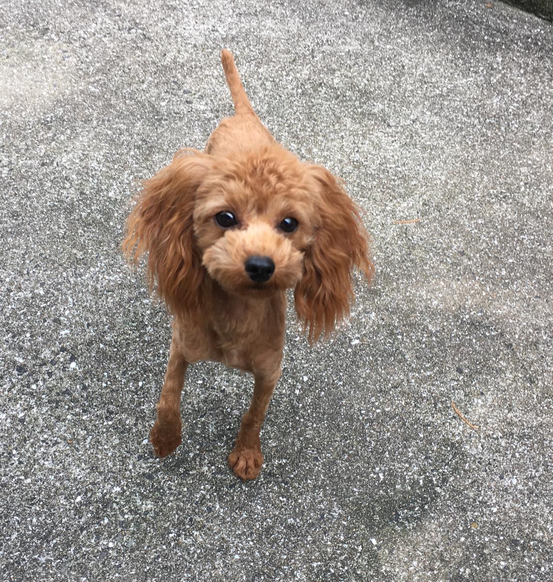 子犬画像