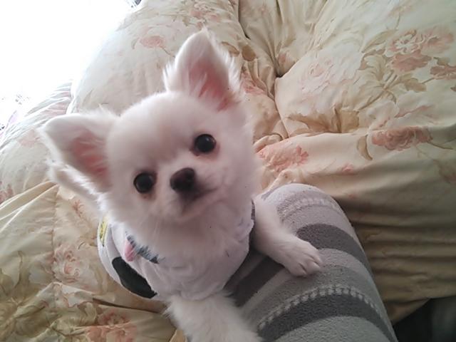 子犬画像