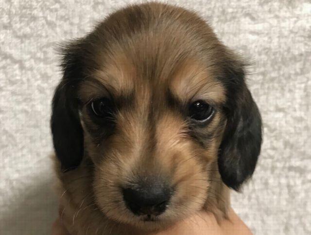 子犬画像