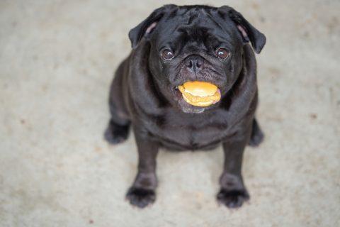子犬画像