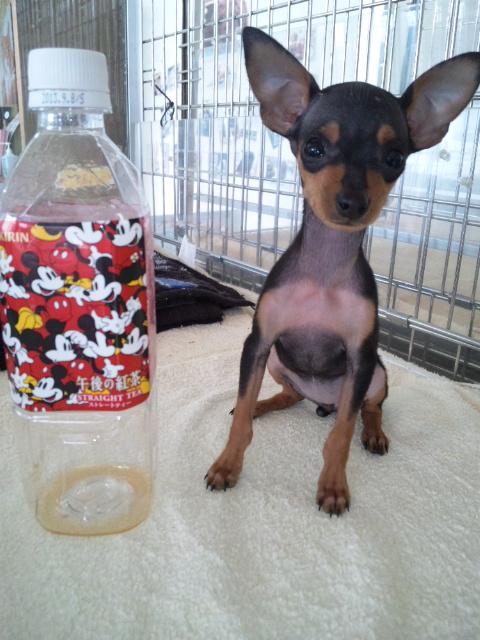 子犬画像