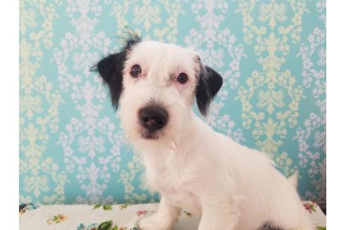 子犬画像