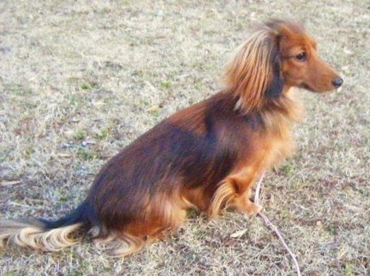 子犬画像
