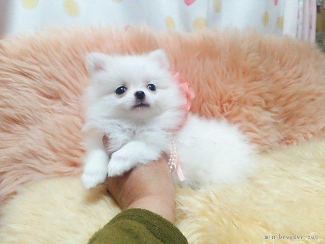子犬画像