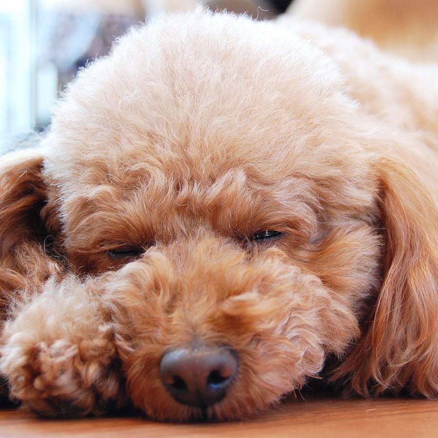 子犬画像