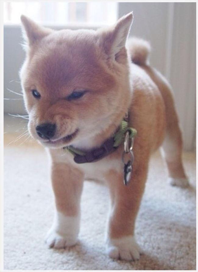 子犬画像