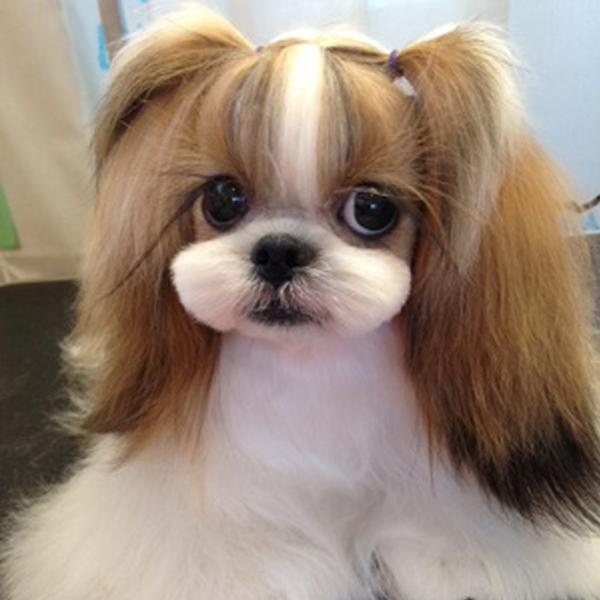 子犬画像