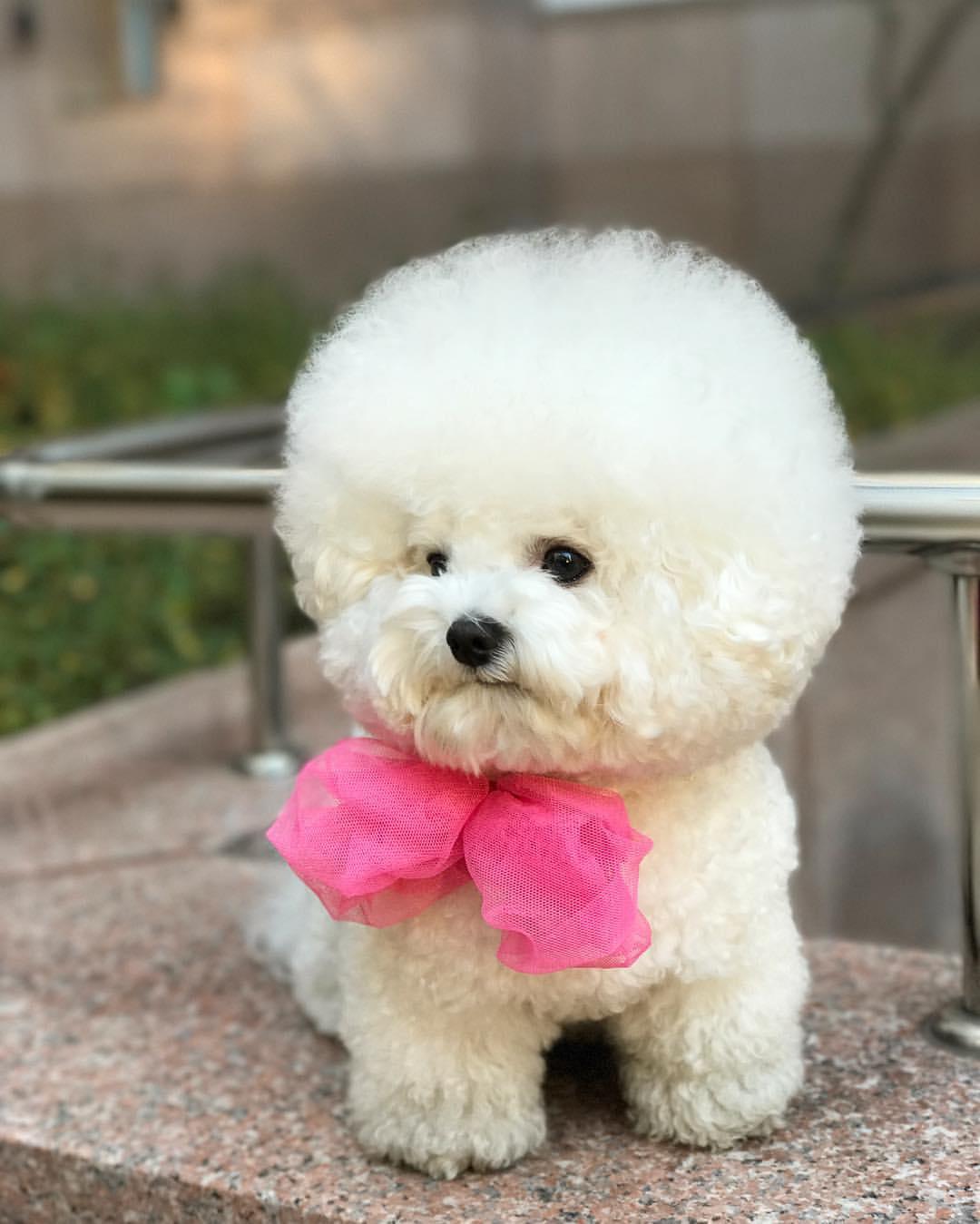 子犬画像