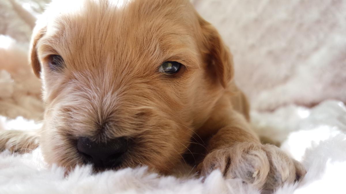 子犬画像