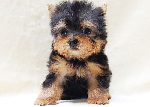 子犬画像