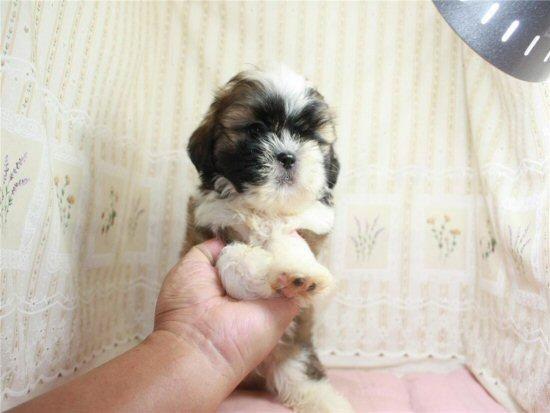 子犬画像