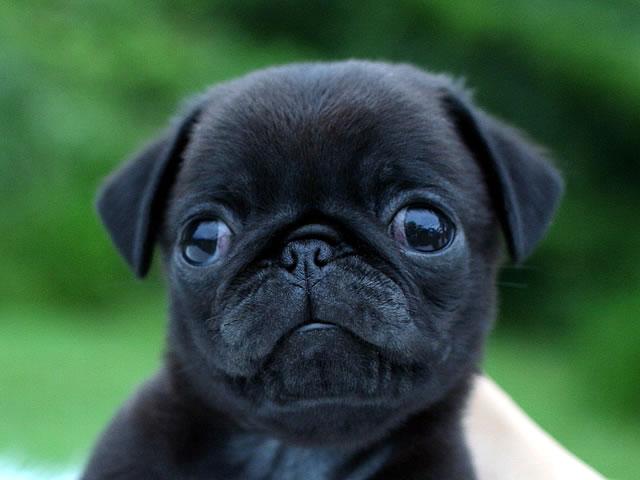 子犬画像