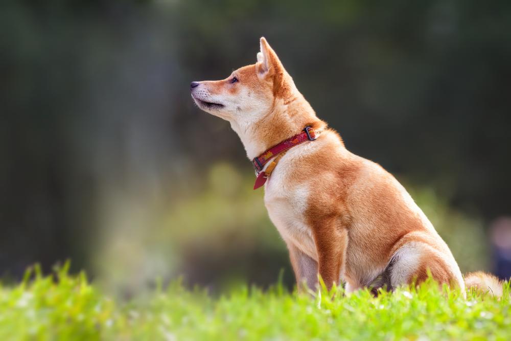 子犬画像