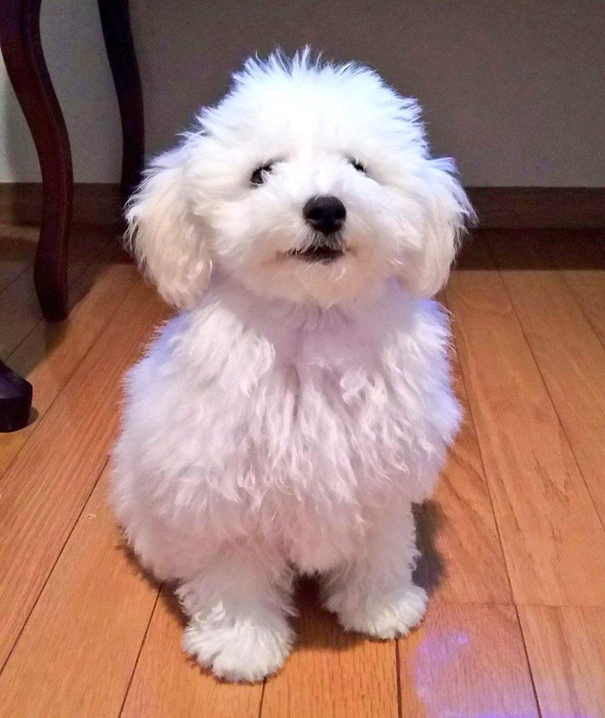 子犬画像