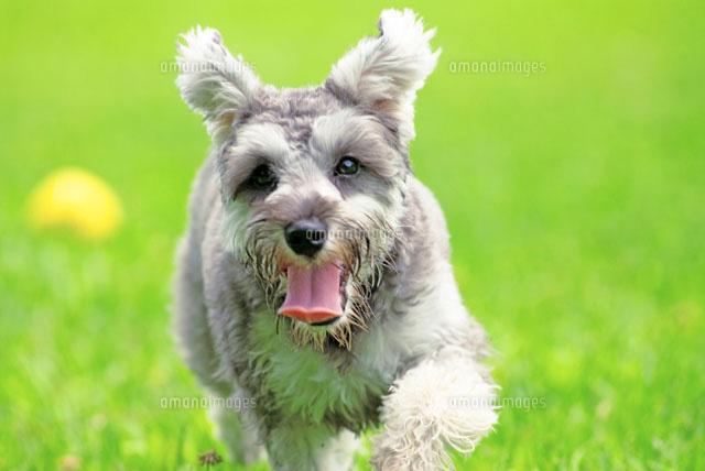 子犬画像