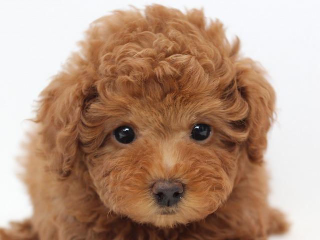 子犬画像