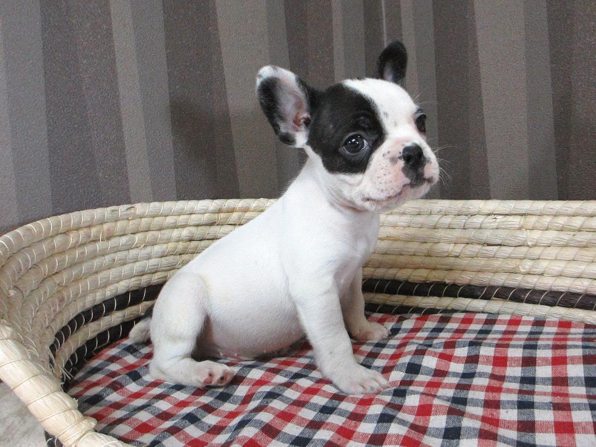子犬画像