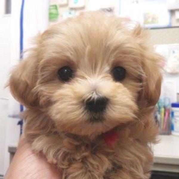 子犬画像