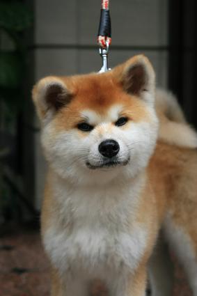 子犬画像