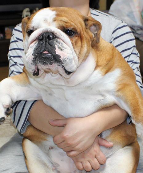 子犬画像