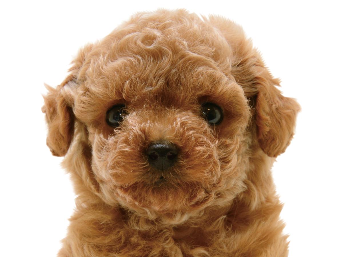 子犬画像