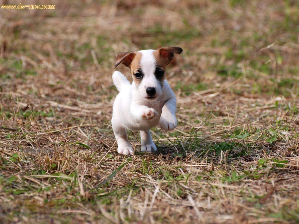 子犬画像