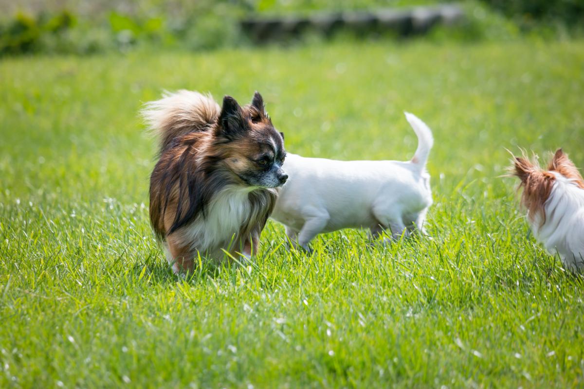 子犬画像