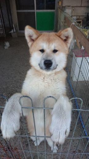 子犬画像