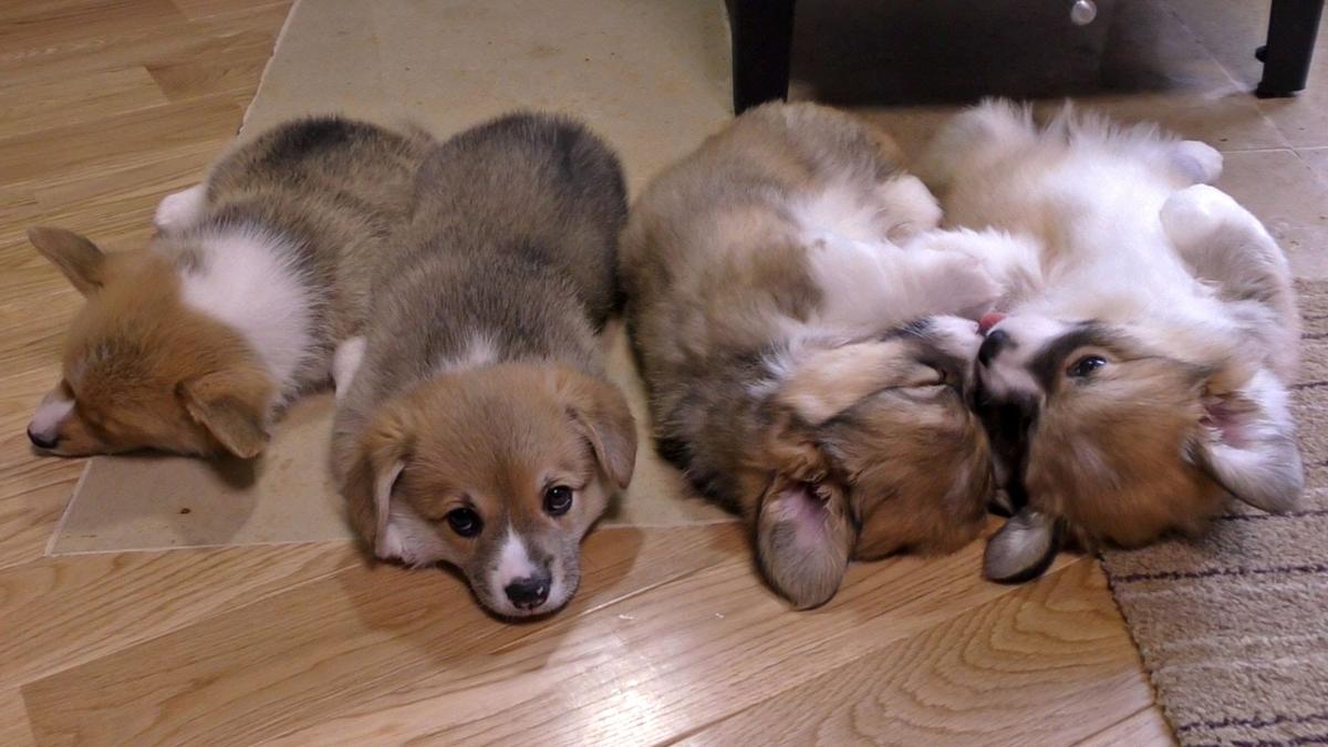 子犬画像