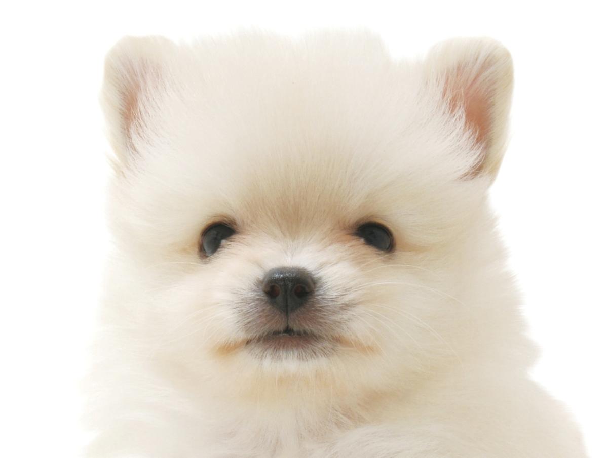 子犬画像