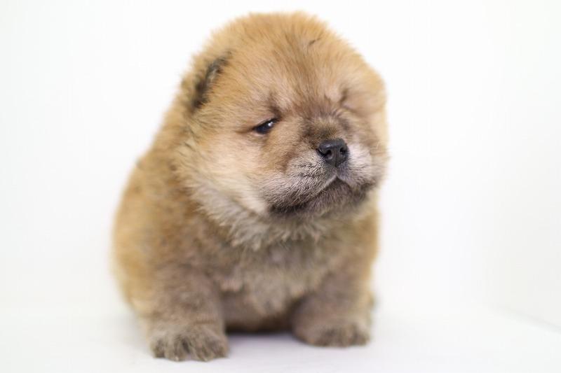 子犬画像