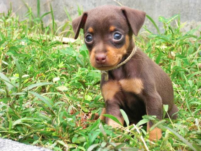 子犬画像