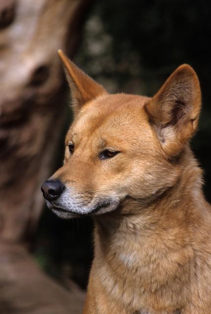 子犬画像