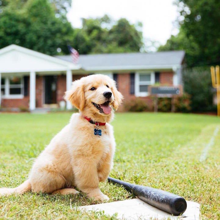 子犬画像