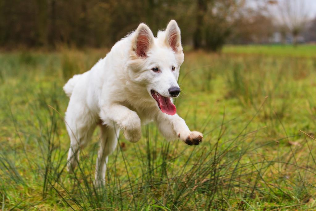 子犬画像