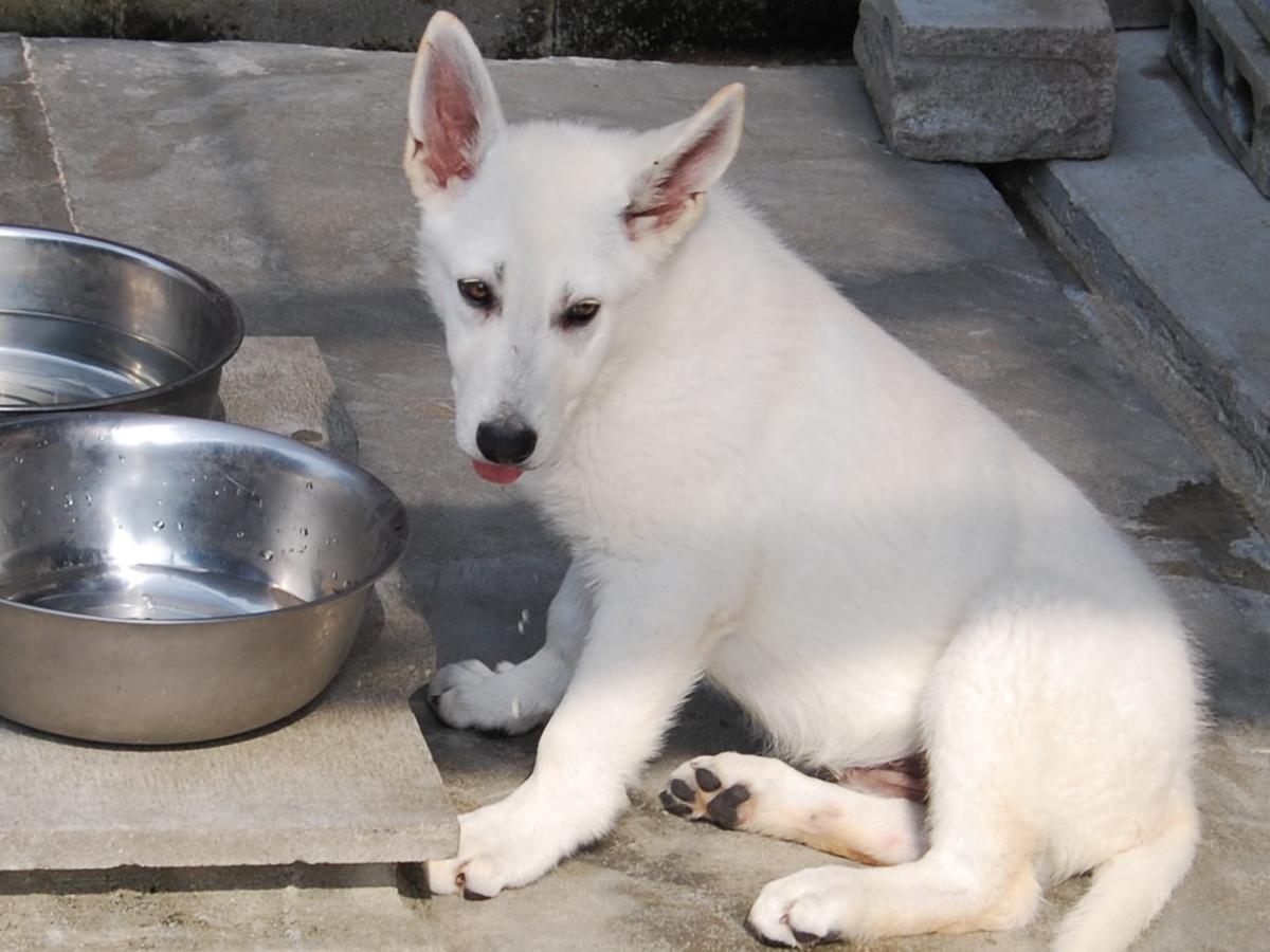 子犬画像