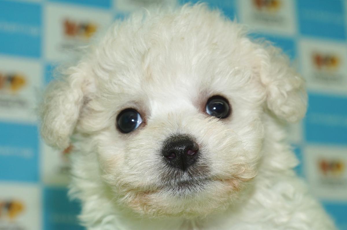 子犬画像